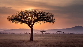tree motivation coaching, NLP, growth