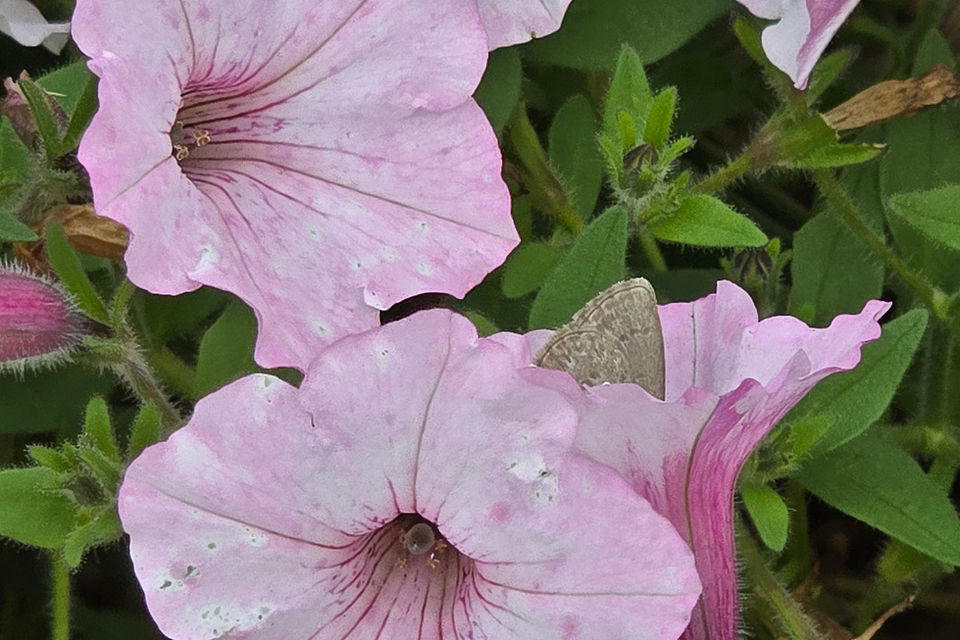 Small blue butterfly wings in pale pink petunia