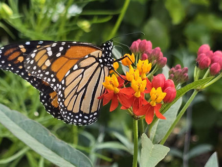 A monarch butterfly on tropical milkweed