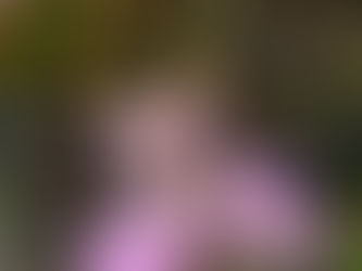 Blue butterfly on lavender coloured ageratum