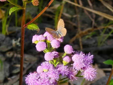 Blue butterfly on lavender coloured ageratum