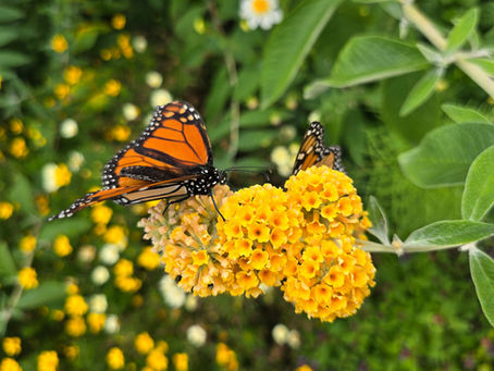 Monarch on yellow globe buddleia