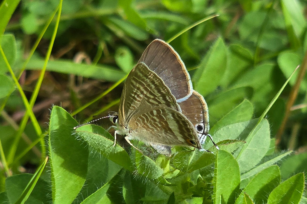 Long tailed blue butterfly on green and hairy birds foot trefoil leaves