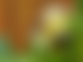 A yellow admiral butterfly on plumeria