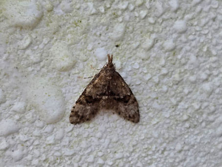 A brown moth, Isonomeutis restincta
