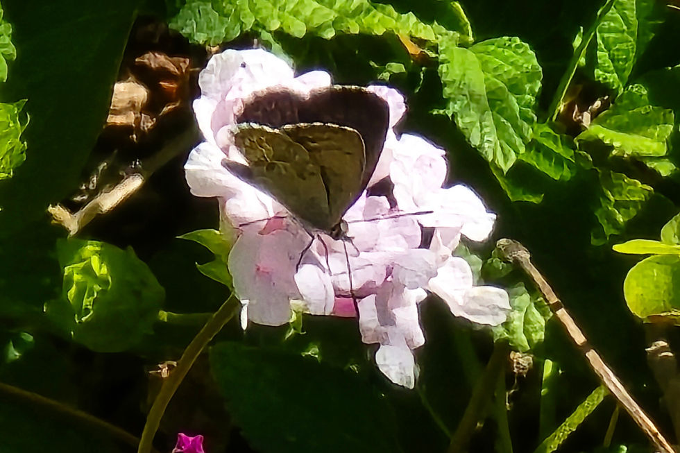A blue butterfly on trailing lantana