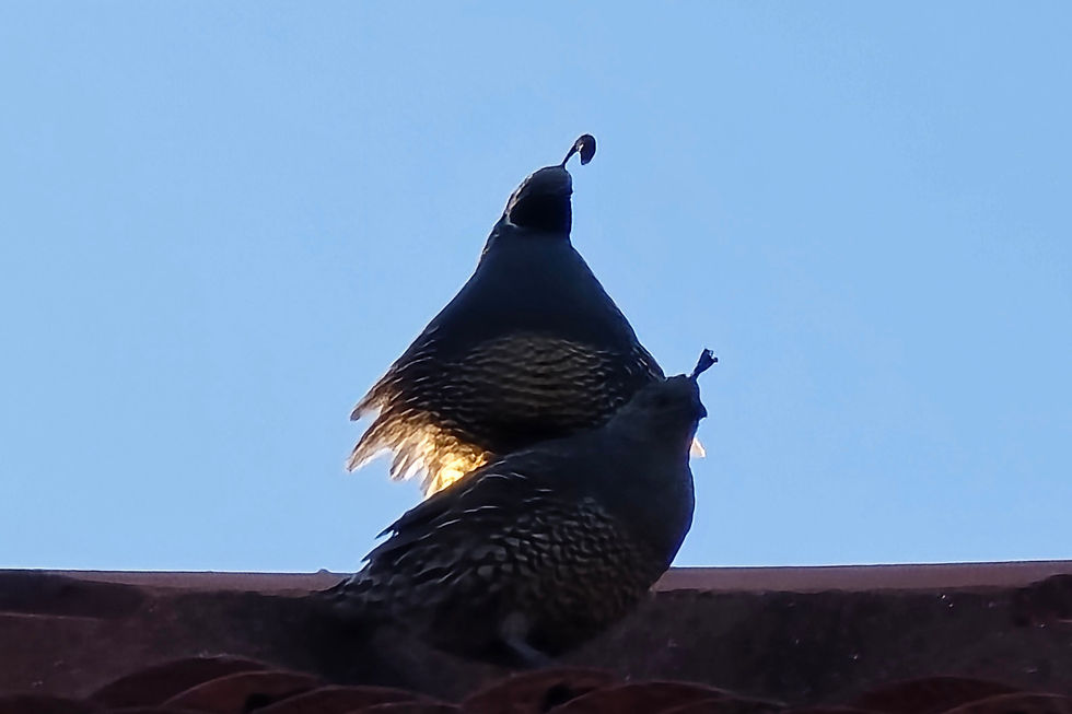 A male and female quail against a blue evening sky