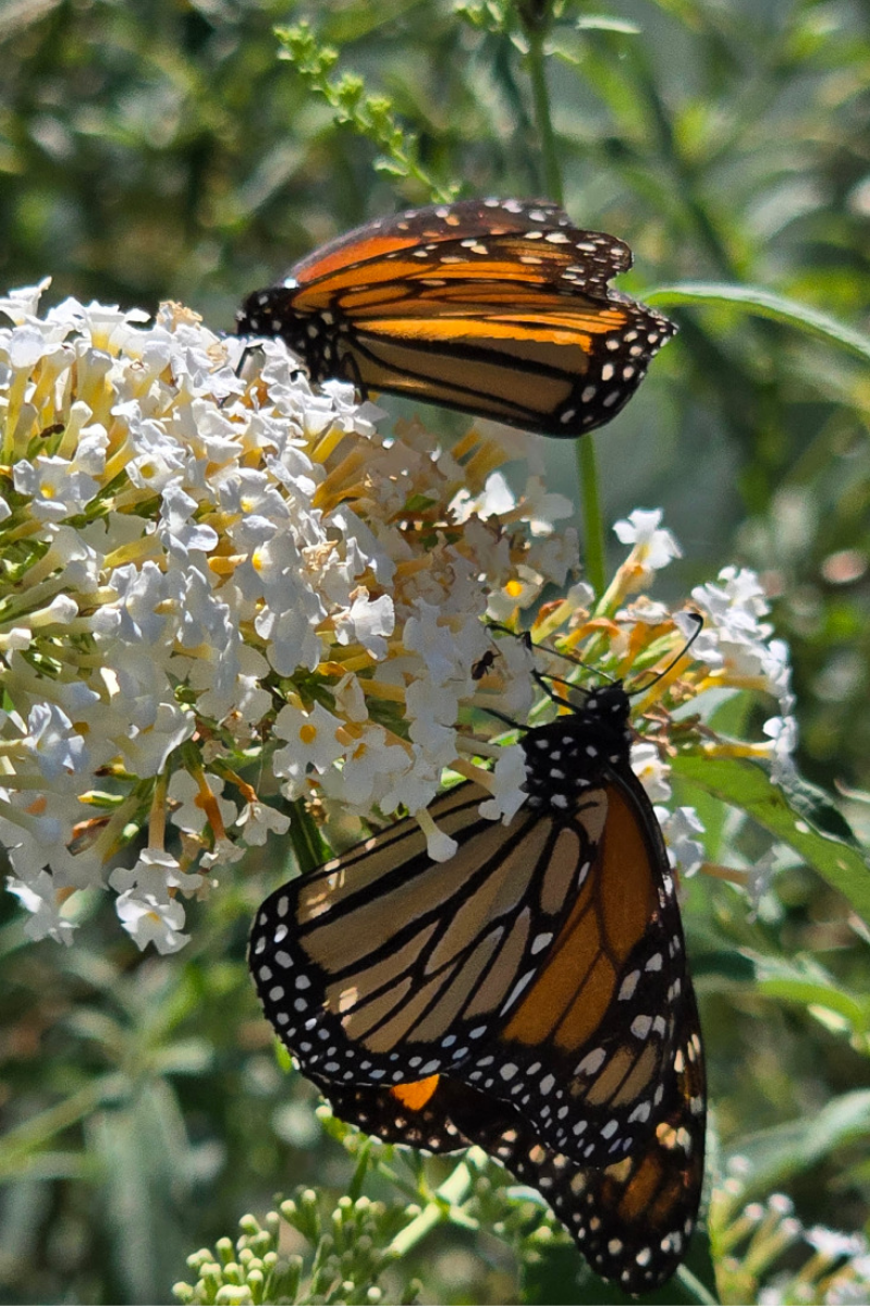 Bright orange Monarch butterflies on a white buddleia