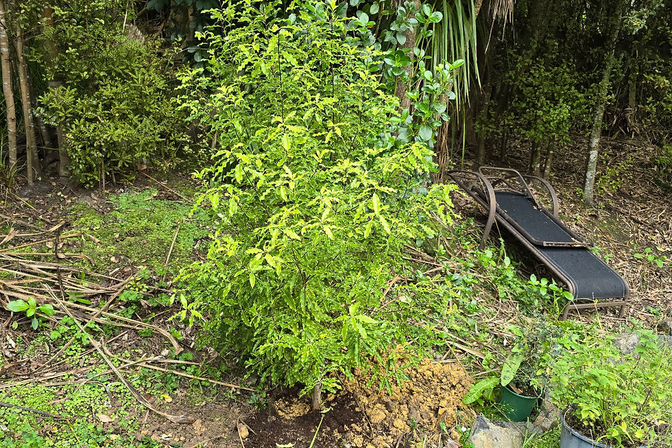 The lime green of a cheesewood tree, newly planted in disturbed soil