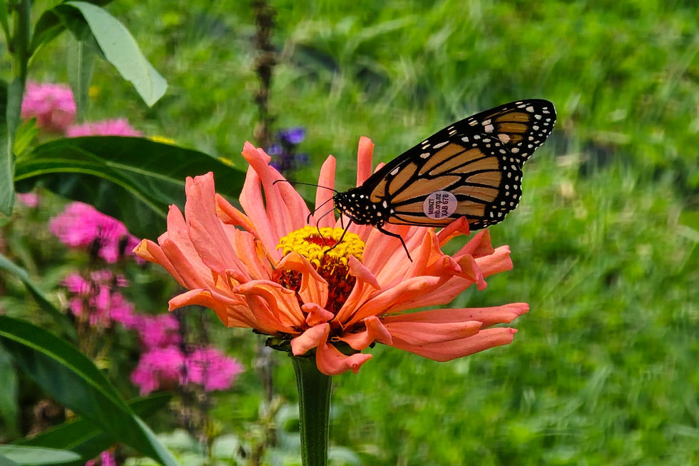 Monarch butterfly with a tag on its wing rests on an orange flower. Greenery and colorful blooms in the blurred background.