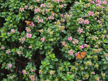 Monarchs on pink escallonia hedge