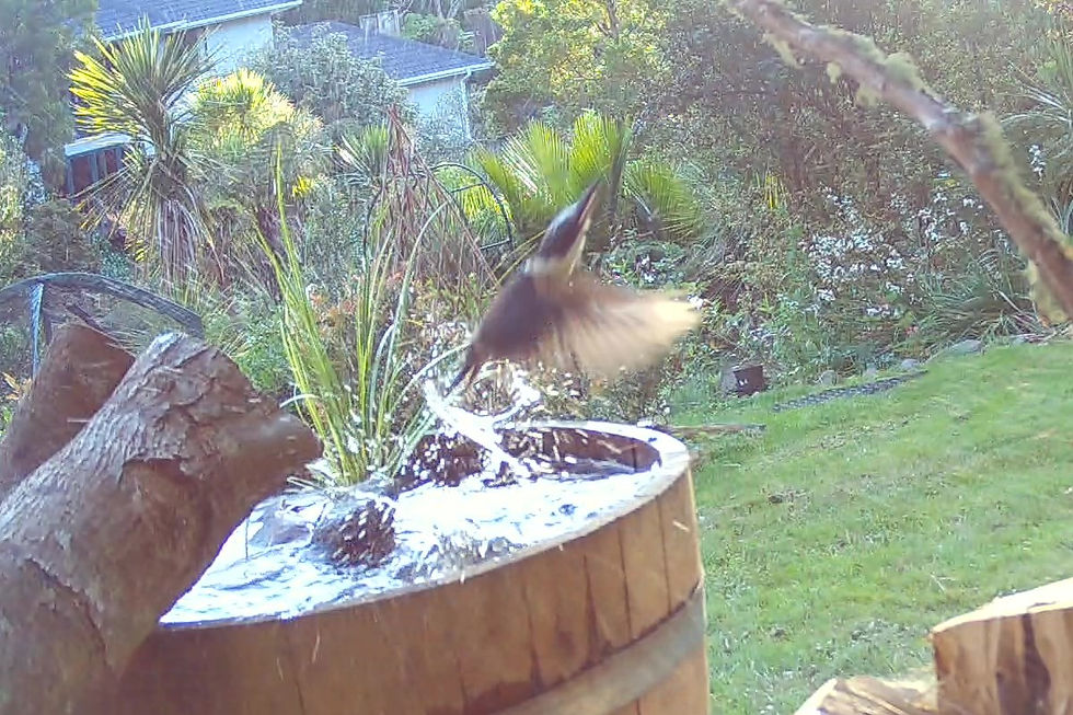 kingfisher flying out of barrel pond