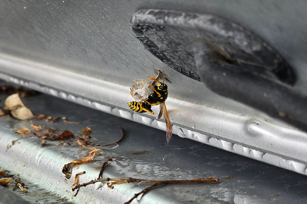 A paper wasp on the start of a nest in a car boot