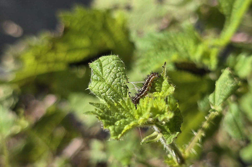A small yellow admiral caterpillar eating nettle