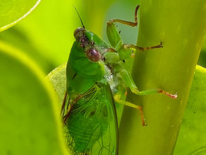 A bright green April Green Cicada