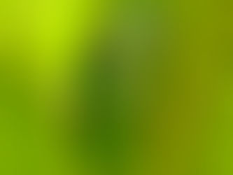 A bright green April Green Cicada