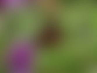 A red admiral butterfly on buddleia