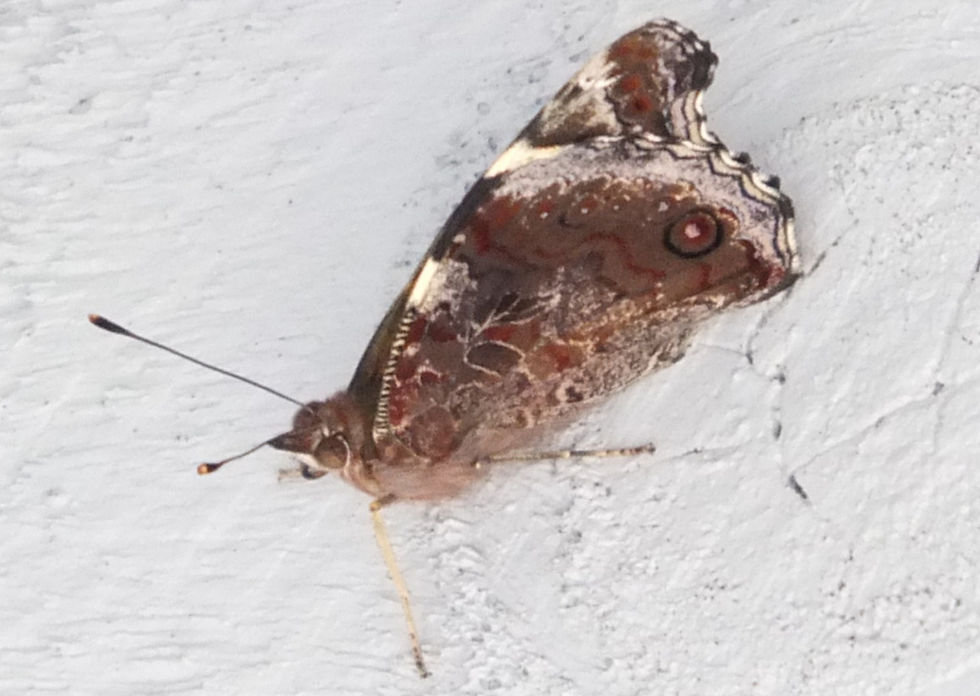 Butterfly with intricate brown, black and cream patterns rests on a textured light gray wall