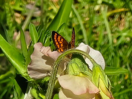 My first copper butterfly!