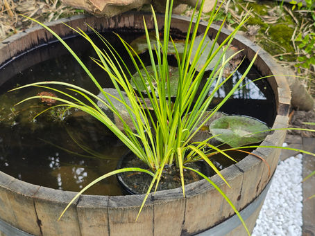 A barrel pond