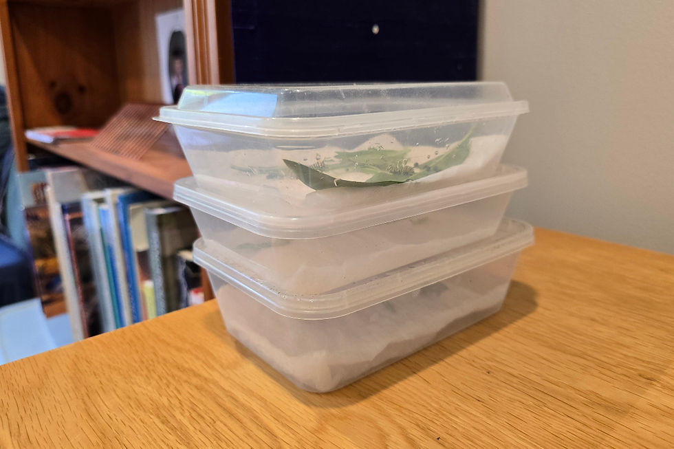 A stack of old takeaway containers used as incubators for monarch butterfly eggs