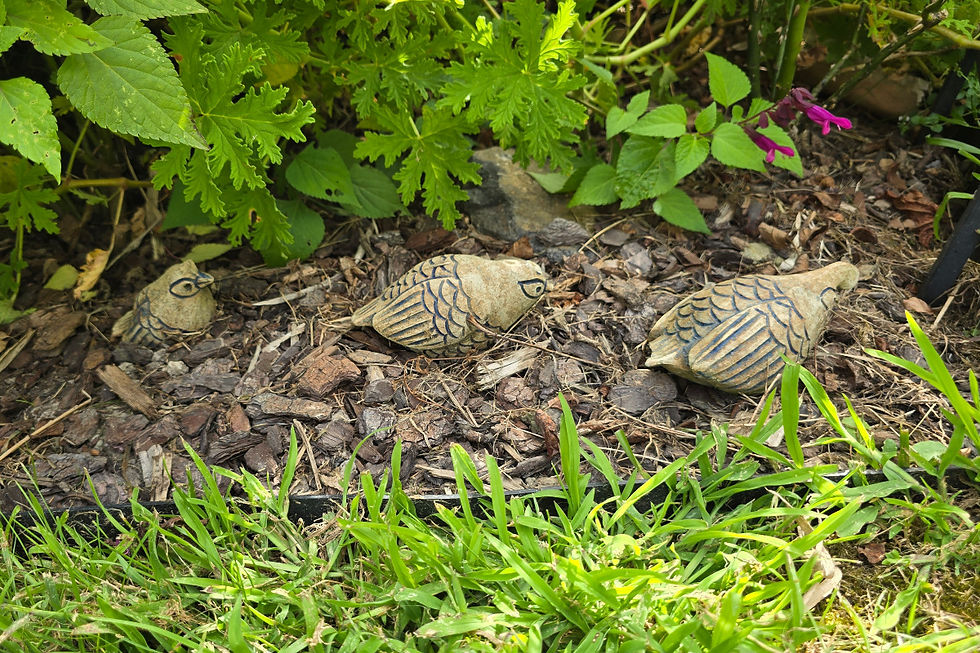 The rather bashed pottery California quail family that lives at the entrance to the butterfly garden