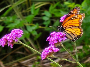 A monarch butterfly on purple verbana flowers