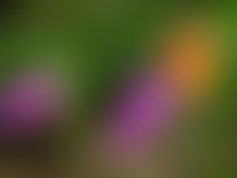 A monarch butterfly on purple verbana flowers