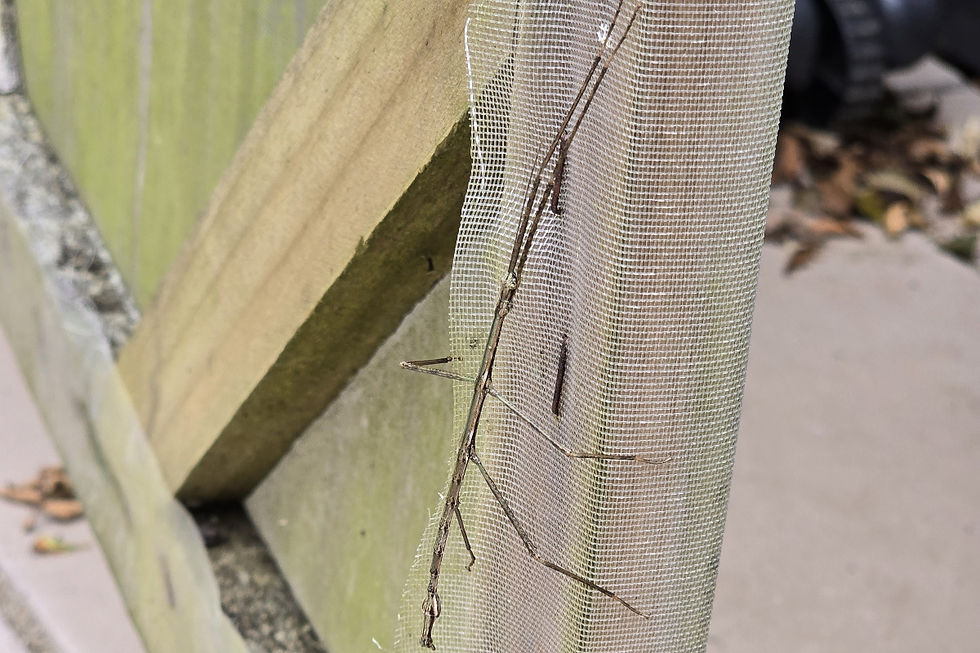 Brown stick insect on mesh screen door