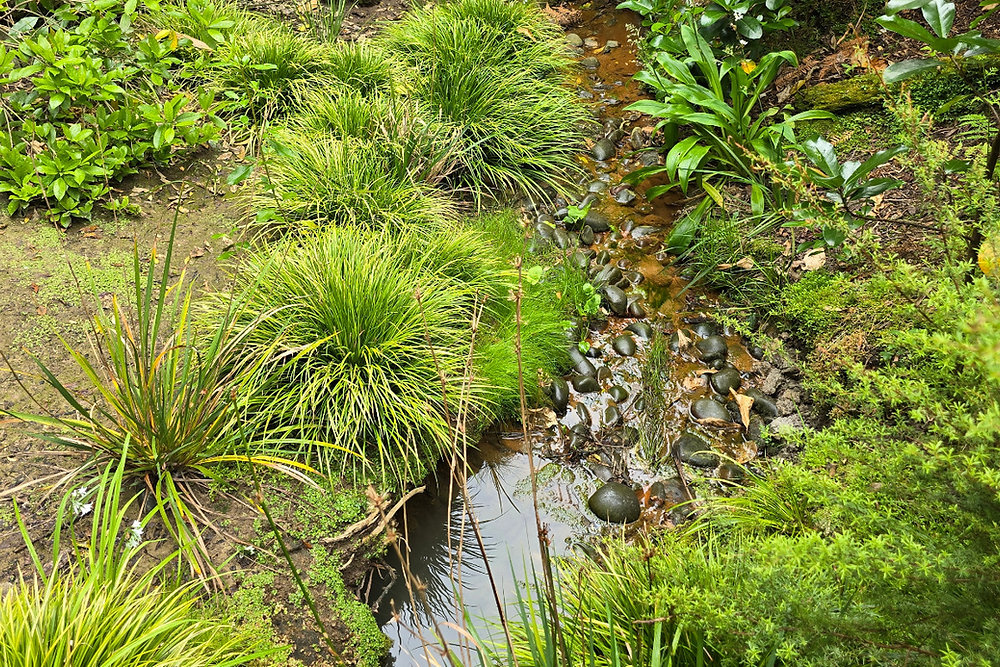 Native Insect Water Source Water for wildlife