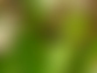 Anterhynchium tamarinum, a black and yellow-orange potter wasp