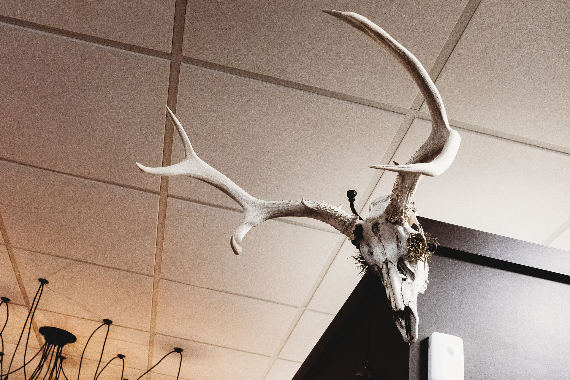 Huge horned skull on the walls