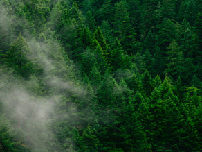 Zarządzanie środowiskiem na poziomie lokalnym – zadania i kompetencje gmin