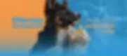banner-pet-1-292b02c6-366e-4d96-bc80-cf85214229b7.webp