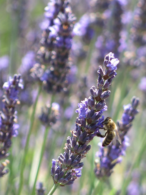 Lavandin en fleur (7).JPG