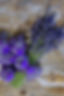 fond boutique1.jpg
