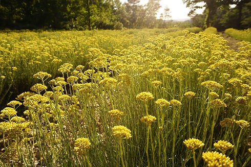 Immortelle.JPG