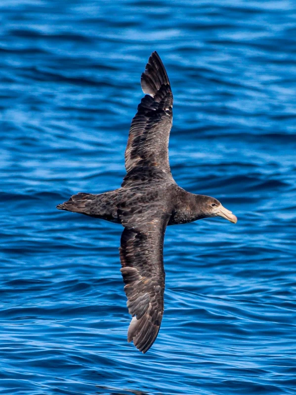 Petrel gigante sub Antártico-Foto gentileza de Felipe Araya