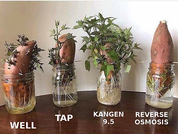 KangenGarden.jpg