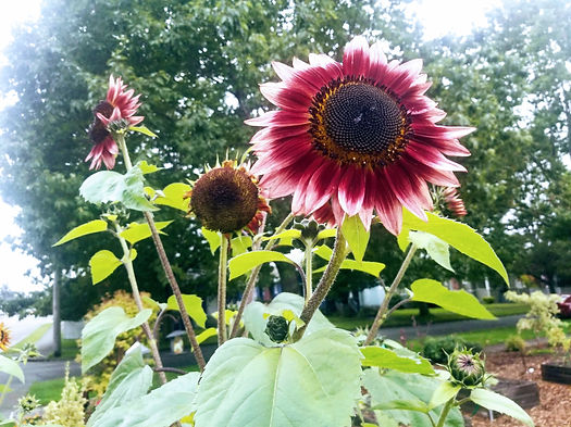 Sunflowers.jpg