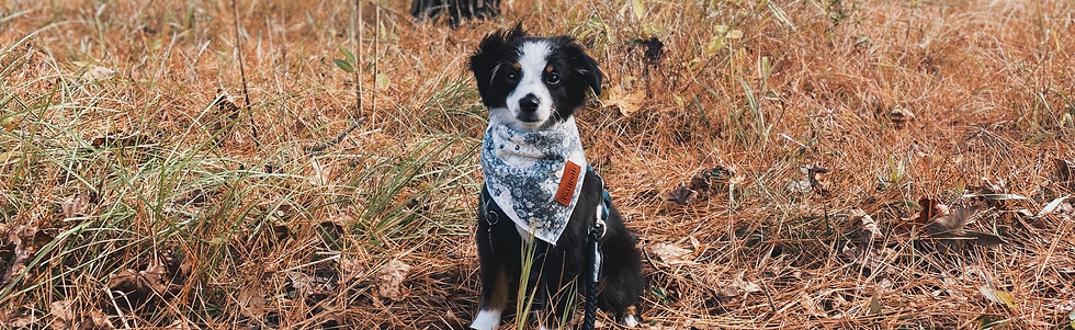Cute puppy in forest