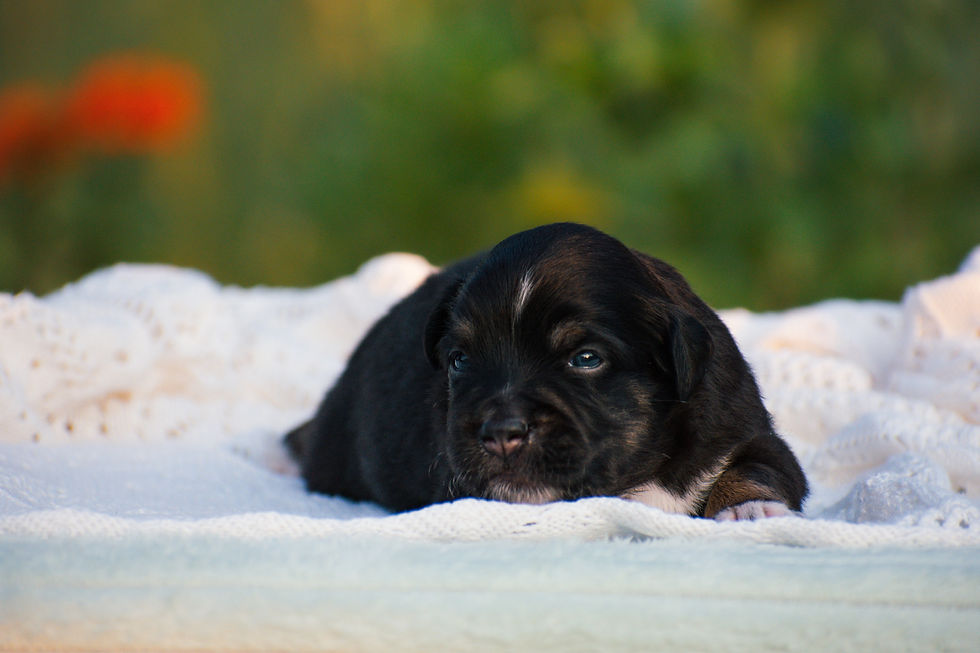 DSC_0385 6