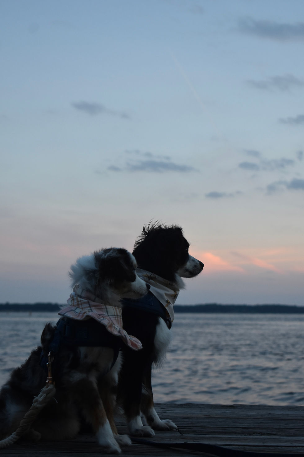 Dogs at sunset