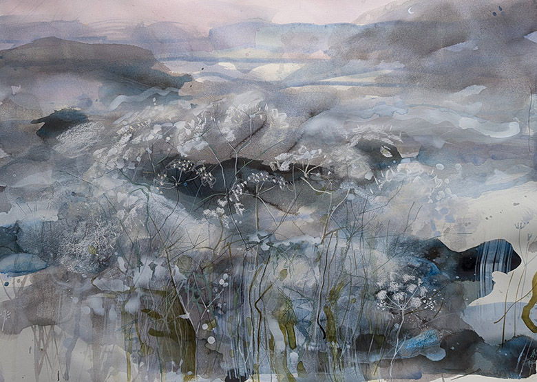 Cow Parsley at Dawn