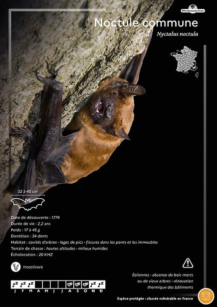 240205_chauve-souris_Page_2.jpg