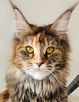 Zeus Pride Patched Tabby Maine Coon