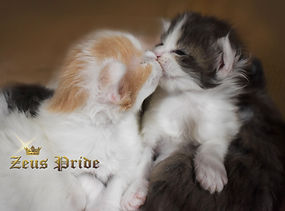 newborn maine coon kittens