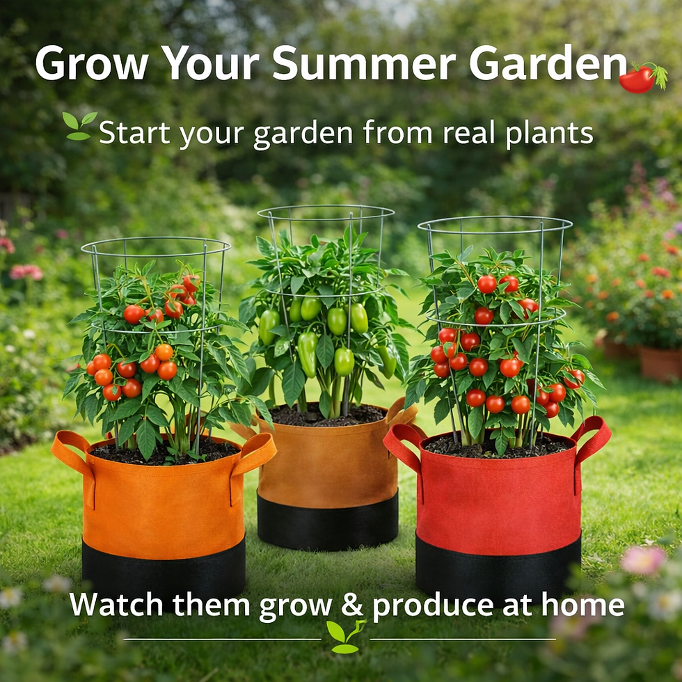 Container Gardening 🍅 Grow Your Summer Garden