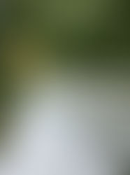 7月　袋掛け、反射マルチ