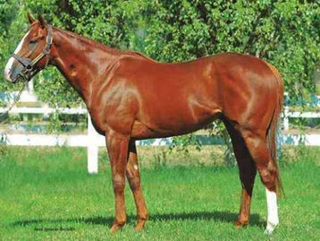 カンフーマンボ、異能の種牡馬